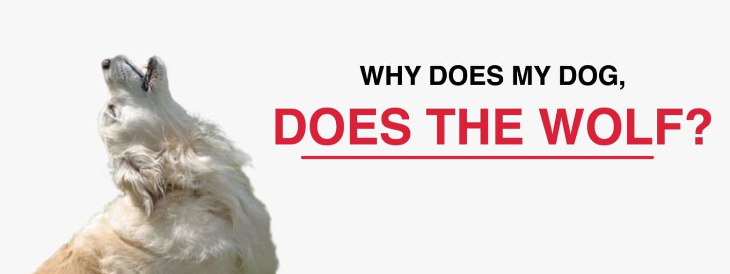 Why does my Dog act like a Wolf? WolfHorde