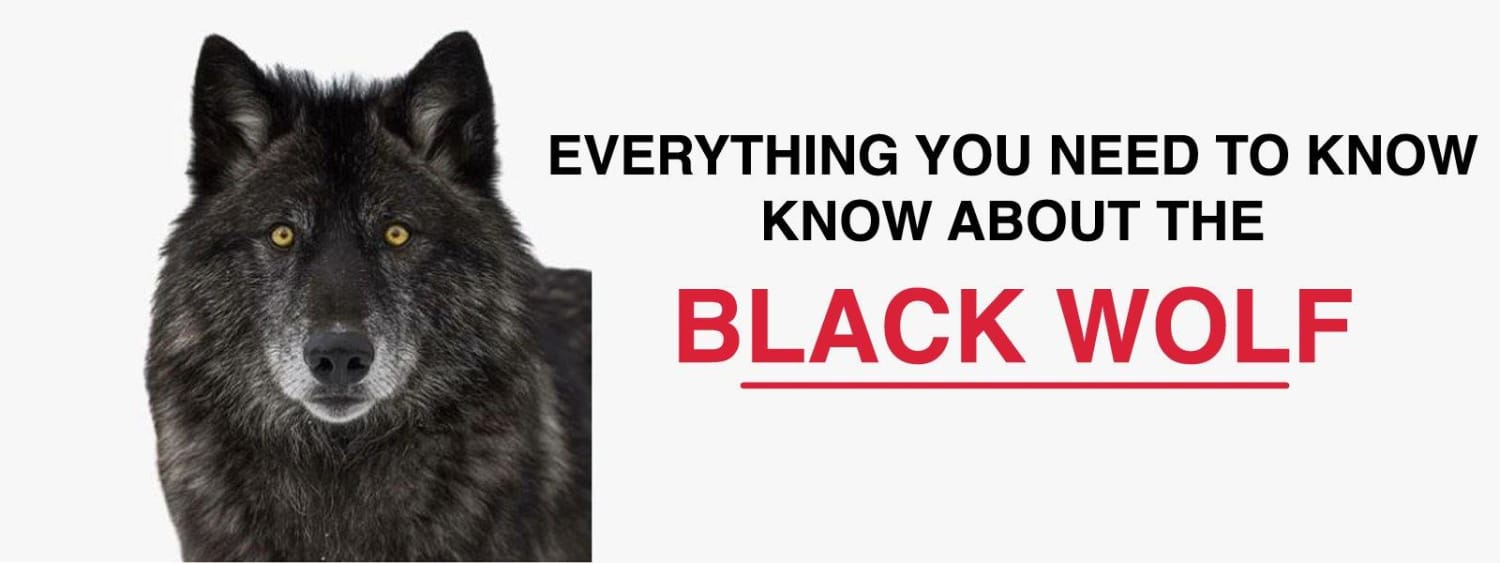 what is a black wolf