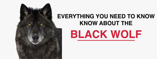 what is a black wolf