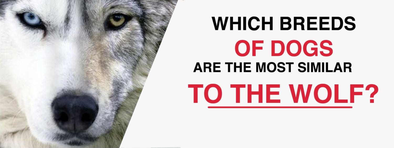 What is the closest breed of dog store to a wolf