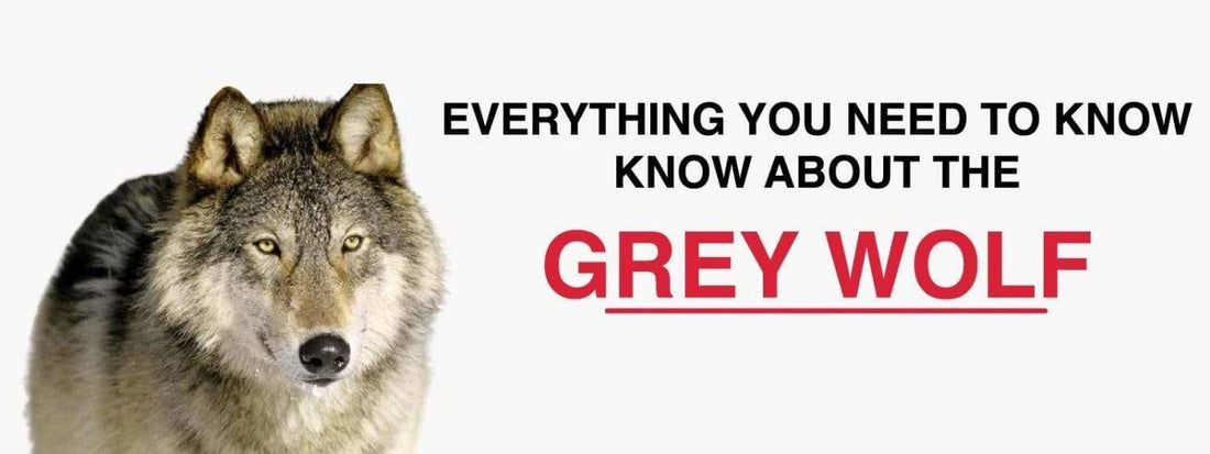 The Gray Wolf: What You Need to Know About Its Life