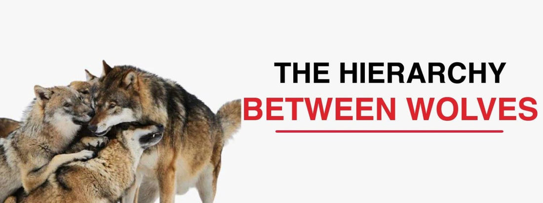 How Are Wolf Packs Structured?