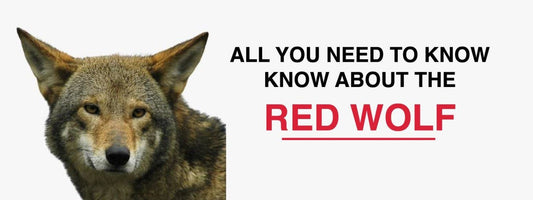 WHAT IS THE RED WOLF