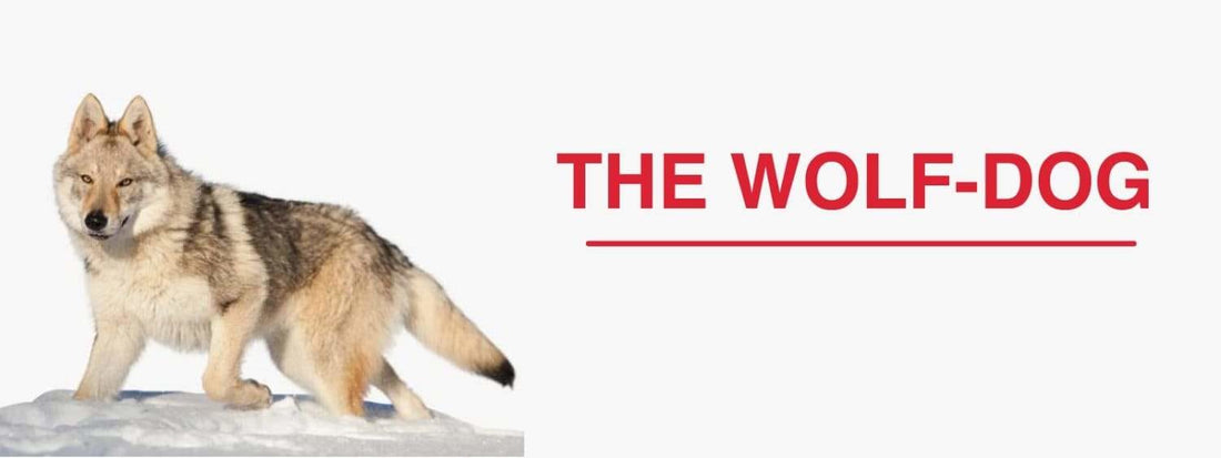 WHAT'S A WOLF-DOG