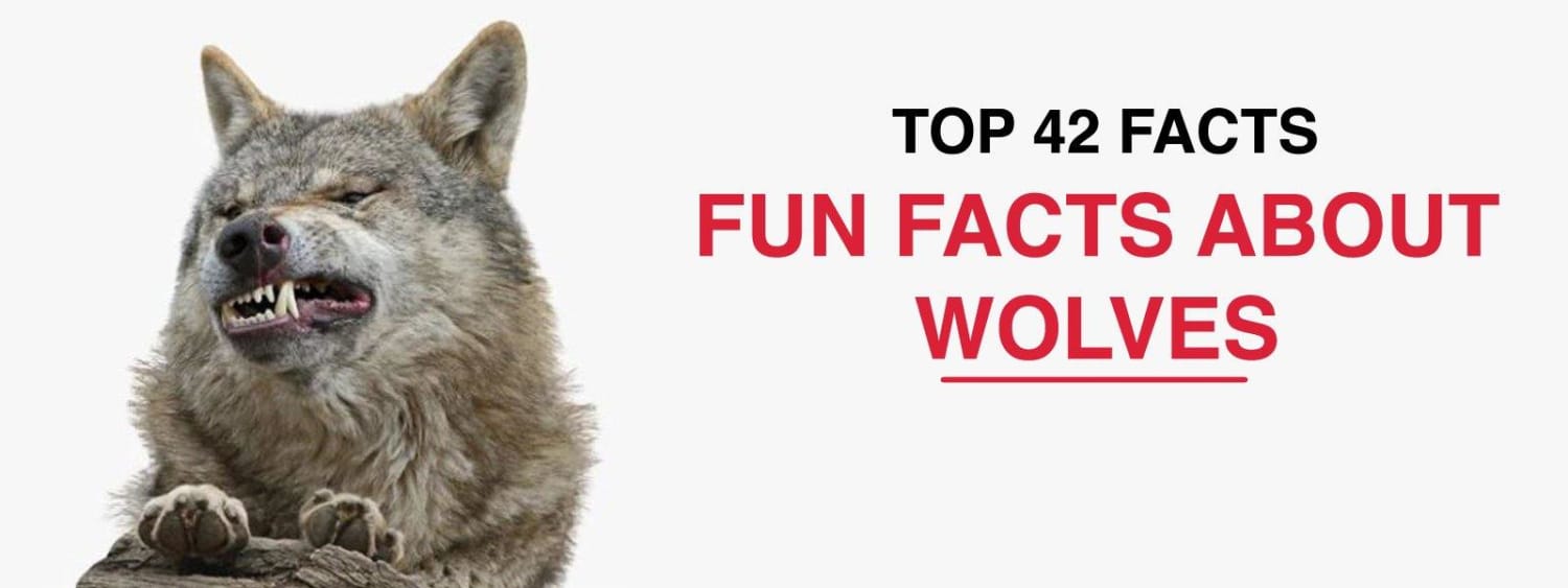 TOP 42 FUN FACTS ABOUT WOLVES
