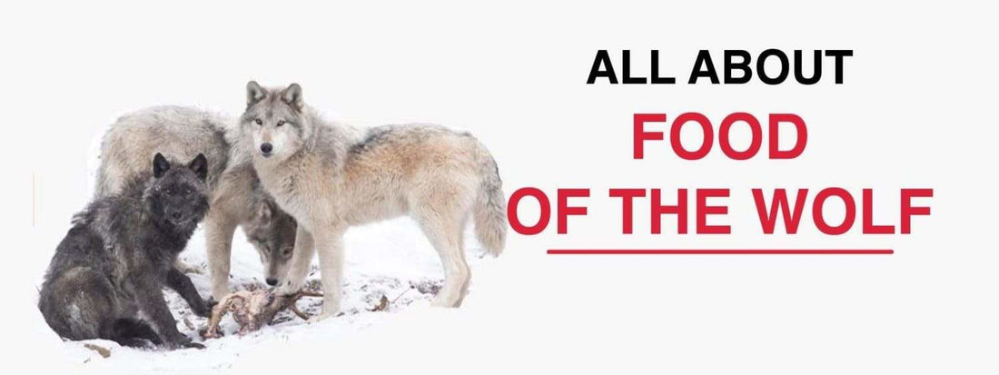 What Eats a Wolf