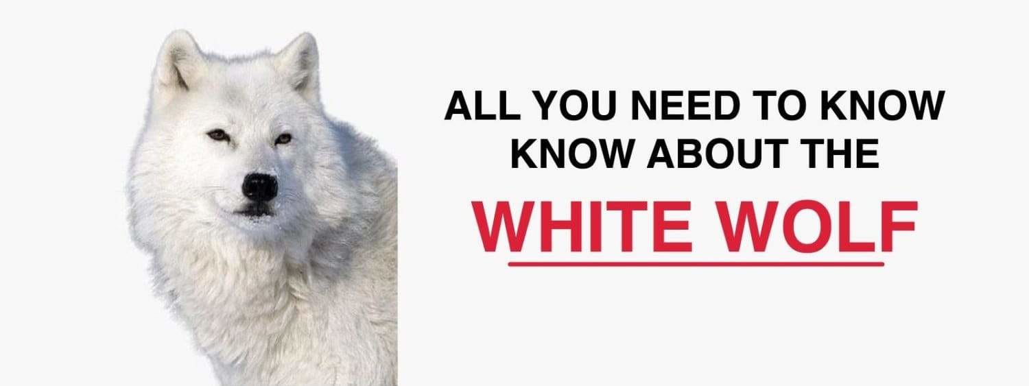 what is a white wolf
