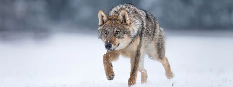 wolf running in the snow