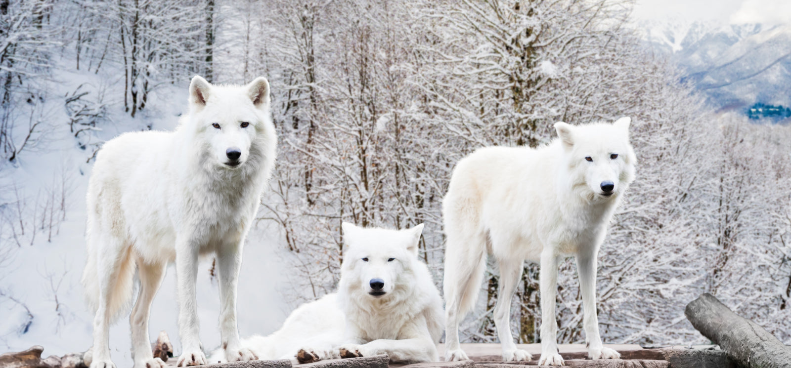 3 white wolves